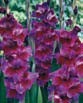Gladiolus VELVET EYES